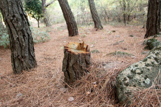 Best Stump Grinding and Removal  in Middleport, NY