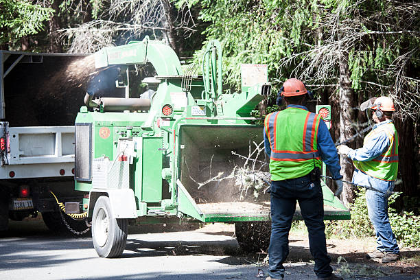 Best Fruit Tree Pruning  in Middleport, NY