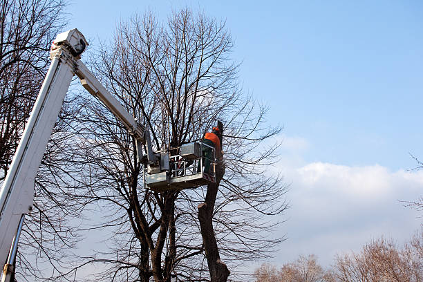 Best Leaf Removal  in Middleport, NY
