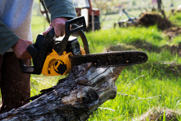 Best Tree Maintenance Programs  in Middleport, NY