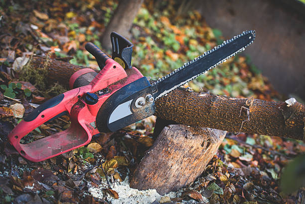 Best Commercial Tree Services  in Middleport, NY